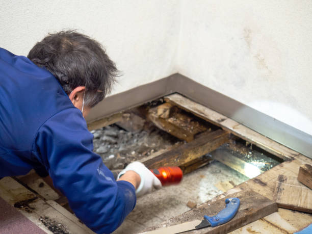  San Pablo, CA Mold Removal Pros