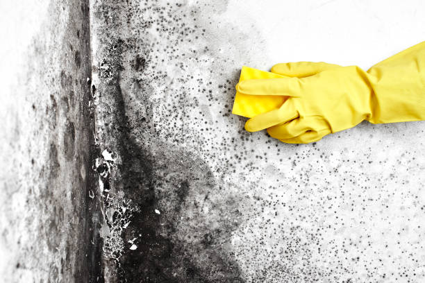 Best Home Mold Removal  in San Pablo, CA