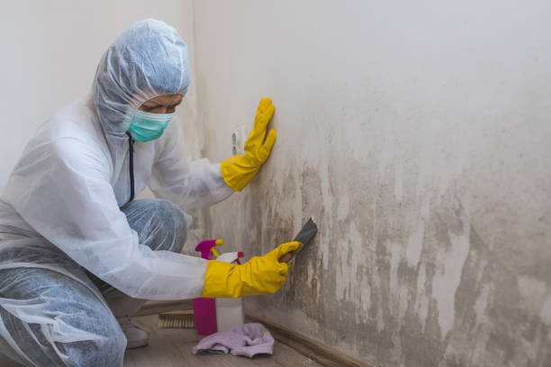 Mold Removal Process in San Pablo, CA