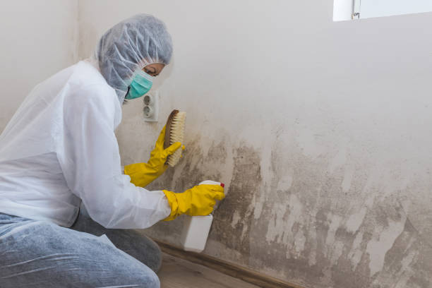 Best Mold Removal Company Near Me  in San Pablo, CA