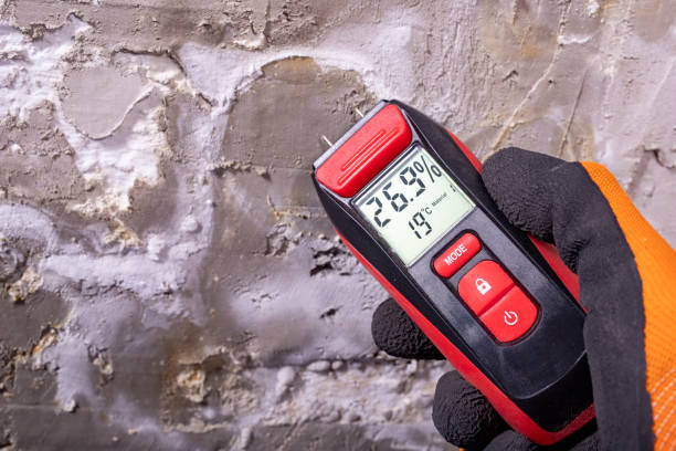 Best Black Mold Removal  in San Pablo, CA