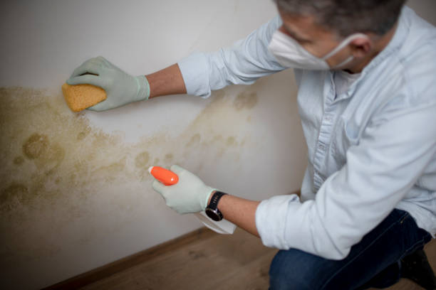 Best Attic Mold Removal  in San Pablo, CA