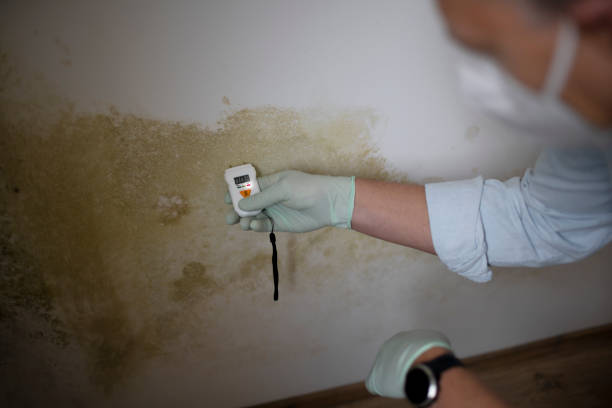 Best Toxic Mold Removal  in San Pablo, CA