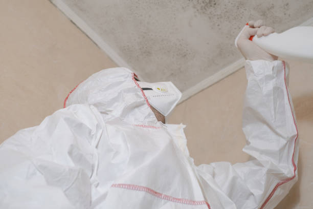 Best Black Mold Removal  in San Pablo, CA