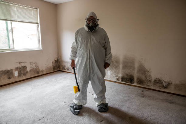 Mold Removal Process in San Pablo, CA