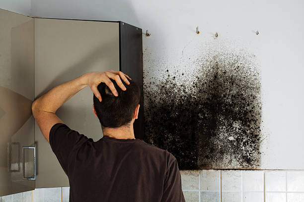 Best Local Mold Removal Service  in San Pablo, CA