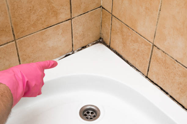 Best Fast Mold Removal  in San Pablo, CA