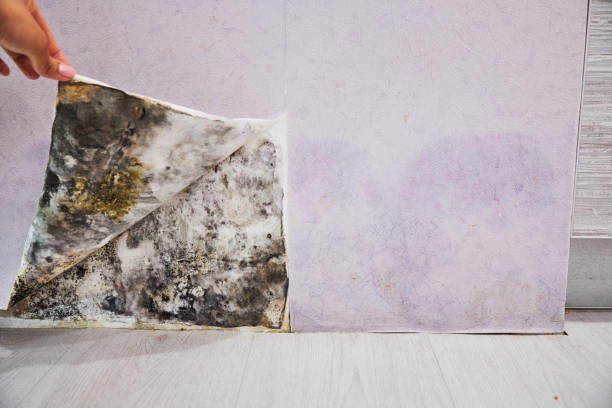 Best Office Mold Removal Services  in San Pablo, CA
